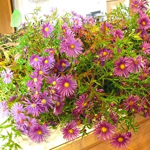 CHANTILLY-Observation-2