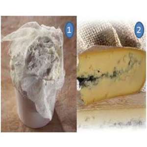 FONTAINEBLEAU-Brain-4