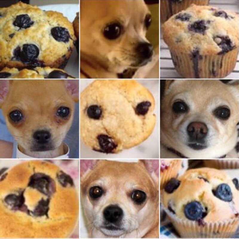 photos de chiens et de muffins