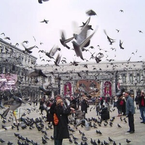 square-venise